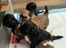 Lhasa cross shihtzu puppies