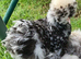 Quality Bearded Silkie Hatching Eggs