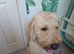 Golden doodle