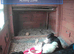 Newborn chicks for sale in London