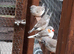 Job lot of zebra finches for sale