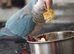 Reluctant sale of Mr Chips the blue Quaker Parrot