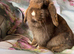 Adults and babies for sale pure bred mini lops