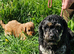 Lovely cockapoo x cockailer puppies for sale