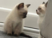 Male and female ragdoll crosses