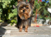 Adorable 5month old Yorkshire terrier boy
