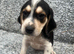 Beautiful Beagle Puppies