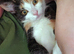 Female kitten