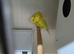 Helicopter budgies