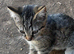 Adorable kittens
