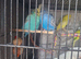 Budgies for sale