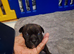 Lilac blue and black stuff to Bull Terriers puppies