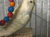 Burdgies
