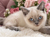 Stunning GCCF BSH Kittens Ready Now