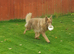 Kc reg german shepherd pups