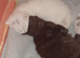 1 white male maincoon kittens left for sale