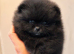 Pomeranian Teddy bear puppies