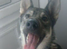 Northern Inuit cross American akita female