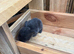 7 Mini lops - waiting list open