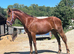 Appaloosa x yearling filly.