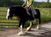 For sale Zafir best pony in world