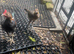Trio of Modern Game bantams