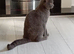 BSH X boy 6 months old