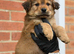 Chow chow X