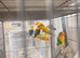 Lovebirds
