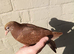 Chocolate Melueman Racing Pigeons Cock Bird 2026 RPRA