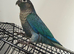 Voilet conure hand tamed