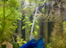 Full setup male betta