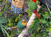 Parrot Finches x 2