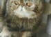 Brown Tabby Exotic Male