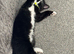Felix for rehome