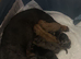 Miniature Dachshund puppies ready now! Last two available
