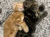 Affectionate kittens