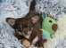 Gorgeous male Chihuahua