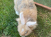 Rabbits