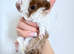 Baby guinea pigs for sale