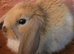 Beautiful Mini lop looking good a home