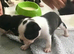 BEAUTIFUL LITTER OF 5 BOSTON TERRIERS