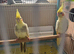 Pair of cockatiels