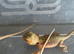 Bearded Dragon Babies Available