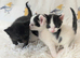 Very pretty kittens, wormed/flead/litter trained Prices vary