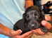 Cocker spaniel pups