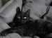 Female kitten