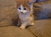 Wee fluffy female