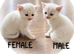 VET CHECKED British Short hair kittens BSH