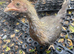 2 pairs of modern game bantams